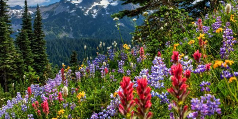 Jaké květiny prasnout na sazenice v únoru 2022: příznivé dny na lunárním kalendáři, termín, seznam s názvy na fotografii